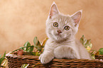 Selkirk Rex Kitten