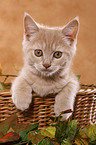 Selkirk Rex Kitten