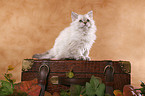 Selkirk Rex Kitten