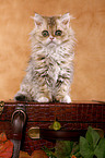 Selkirk Rex Kitten