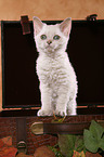 Selkirk Rex Kitten