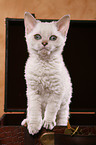 Selkirk Rex Kitten