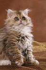 Selkirk Rex Kitten