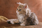 Selkirk Rex Kitten