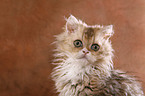 Selkirk Rex Kitten