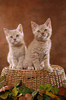 Selkirk Rex Kitten