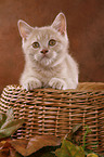 Selkirk Rex Kitten