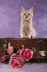 Selkirk Rex Kitten