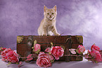 Selkirk Rex Kitten