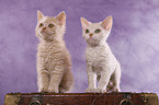 Selkirk Rex Kitten