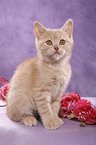 Selkirk Rex Kitten