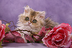 Selkirk Rex Kitten