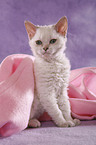 Selkirk Rex Kitten