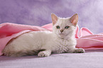 Selkirk Rex Kitten