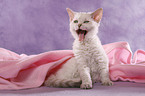 Selkirk Rex Kitten