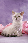 Selkirk Rex Kitten