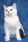 sitting Selkirk Rex