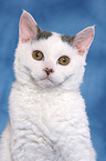 Selkirk Rex Portrait