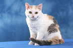 sitting Selkirk Rex