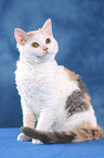 sitting Selkirk Rex