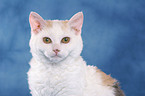 Selkirk Rex Portrait