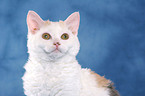 Selkirk Rex Portrait