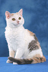 sitting Selkirk Rex