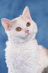 Selkirk Rex Portrait