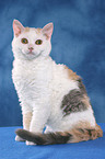 sitting Selkirk Rex