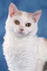 Selkirk Rex Portrait