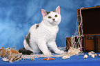 young Selkirk Rex