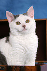 young Selkirk Rex