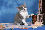 Selkirk Rex kitten