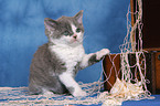 Selkirk Rex kitten