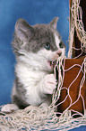 playing Selkirk Rex kitten