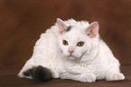 lying young Selkirk Rex