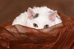 hiding young Selkirk Rex