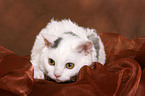 young Selkirk Rex