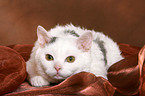 young Selkirk Rex