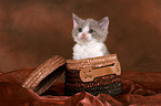 Selkirk Rex kitten in basket