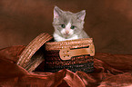 Selkirk Rex kitten in basket