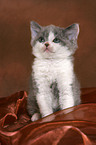 Selkirk Rex kitten