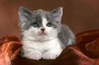 Selkirk Rex kitten