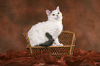 young Selkirk Rex