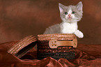 Selkirk Rex Kitten in basket