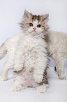 Selkirk Rex Kitten