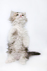 Selkirk Rex Kitten