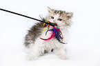 Selkirk Rex Kitten