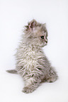 Selkirk Rex Kitten