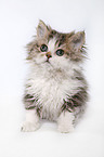 Selkirk Rex Kitten